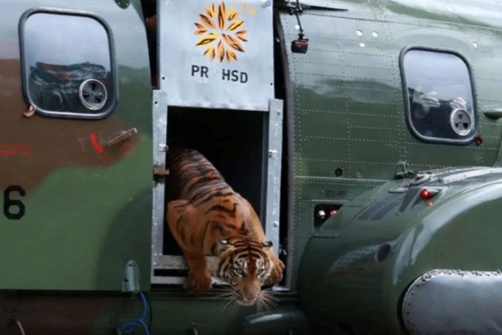 Harimau Sumatera Putri Singgulung Dilepasliarkan Lewat Helikopter