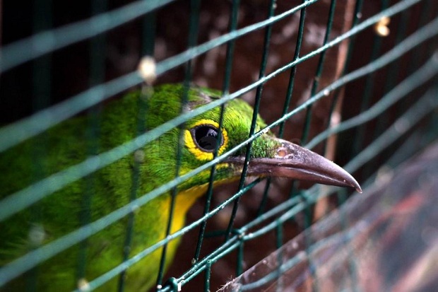 Burung Cucak Hijau Dilepasliarkan di Hutan Juwata Krikil Kota Tarakan