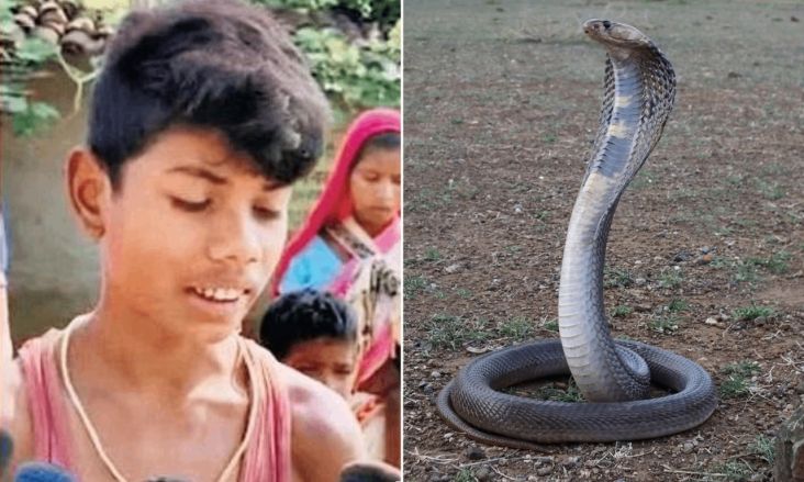 Ular King Kobra Mati Mengenaskan Digigit Bocah 8 Tahun
