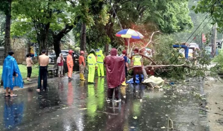 Pohon Tumbang Timpa 2 Pemotor di Malang, Ayah Tewas dan Anak Luka Berat