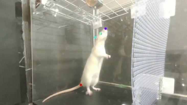 Seperti Manusia, Tikus Ternyata Juga Bisa Menari Ikuti Lagu Queen