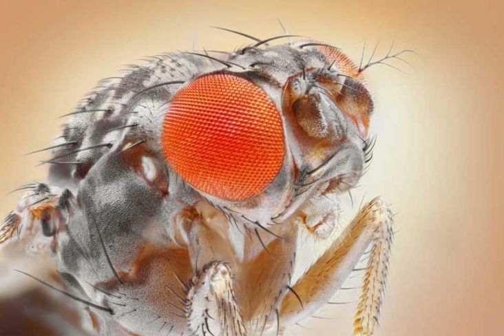 Untuk Melihat, Lalat Ternyata Menggerakkan Retina Bukan Matanya