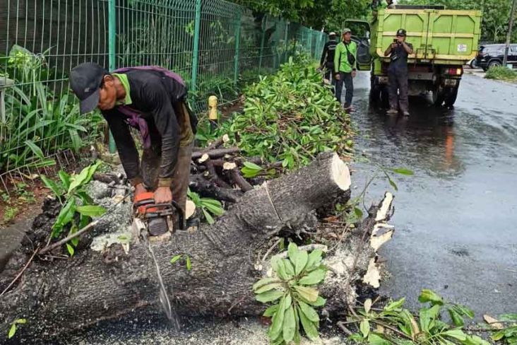 Diguyur Hujan, 6 Pohon di Jakarta Tumbang dan Timpa Lapak Pedagang