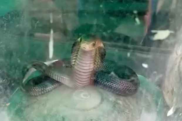 Ular Kobra di Samping Kasur Bikin Kaget Warga Ciracas