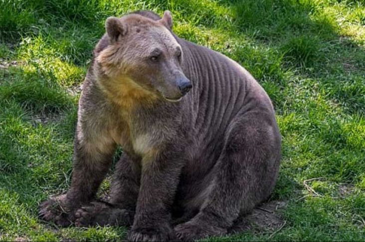 Perubahan Iklim Hadirkan Spesies Brolar, Hasil Perkawinan Beruang Cokelat dan Kutub