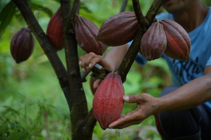 Cokelat dari Sulewasi Melimpah, Aice Siap Gunakan Kakao Indonesia
