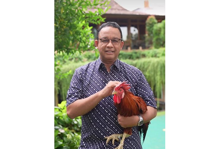 4 Hewan Peliharaan Anies Baswedan, dari Ayam Jago hingga Kucing