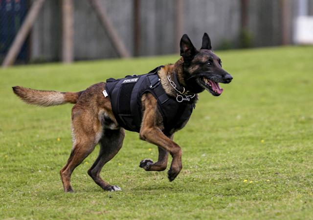 Jenis Anjing Pelacak yang Dipakai Polisi untuk Bongkar Kejahatan