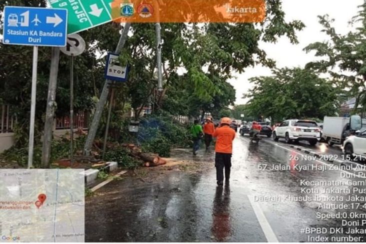 Hujan Lebat dan Angin Kencang, 9 Pohon di Jakarta Tumbang