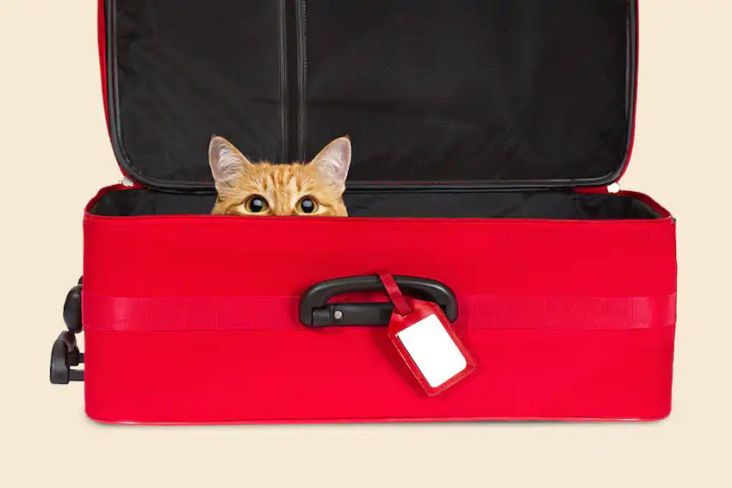 Petugas Bandara New York Temukan Kucing Hidup dalam Koper Penumpang