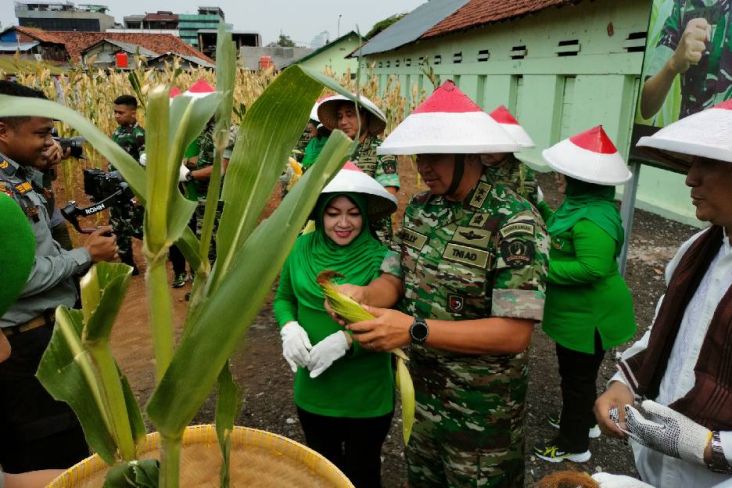 Panen Raya 1.000 Kg, Intip Kiat TNI Sukses Bertani Jagung di Jakarta Pusat