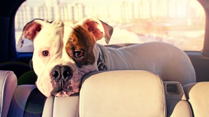 Ahli Ungkap Anjing Lebih Suka Mobil Listrik Dibanding Mobil Konvensional