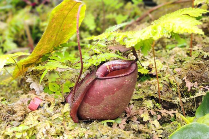 Mengintip Taman Kantong Semar di Kebun Raya Bogor, Tumbuhan Karnivora Pemakan Serangga