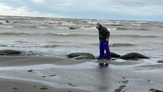 1.700 Anjing Laut Langka Terdampar di Pantai Rusia, Semuanya Mati Mengenaskan