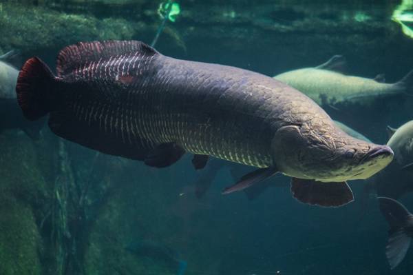 Mengapa Ikan Arapaima Dilarang Dipelihara di Indonesia? Ternyata Ini Penyebabnya!