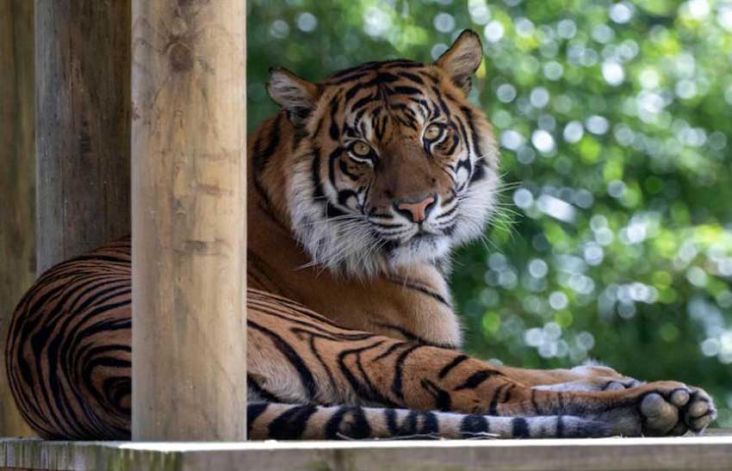 Induk Harimau Sumatra Hamil, Kebun Binatang Adelaide Sambut Kelahiran Bayi Delilah