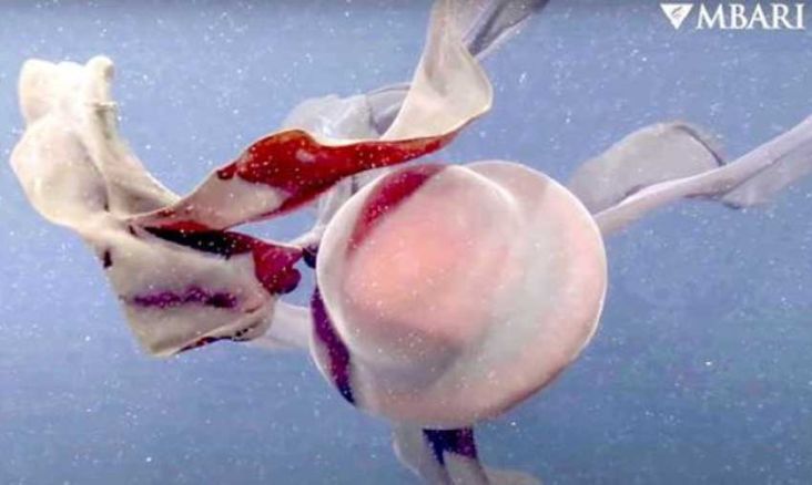 Hantu Laut Raksasa dengan Lengan Mulut Terekam di Lepas Pantai AS