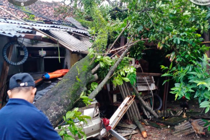 Diterpa Hujan Angin, Pohon Tumbang Timpa Rumah dan Mobil Warga di Bogor