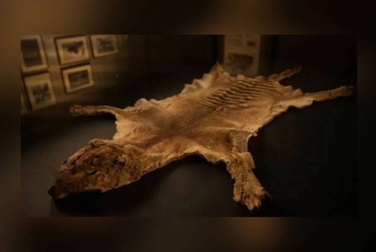Bangkai Harimau Tasmania Ditemukan di Lemari Museum