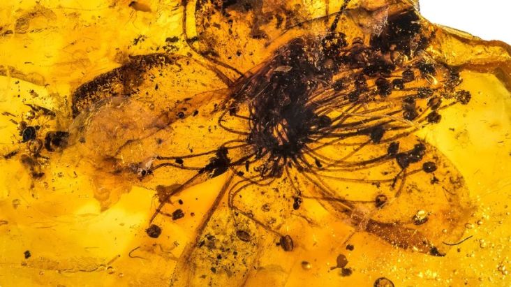 Setelah 150 Tahun, Ilmuwan Berhasil Identifikasi Spesies Fosil Bunga Terbesar Berusia 40 Juta Tahun