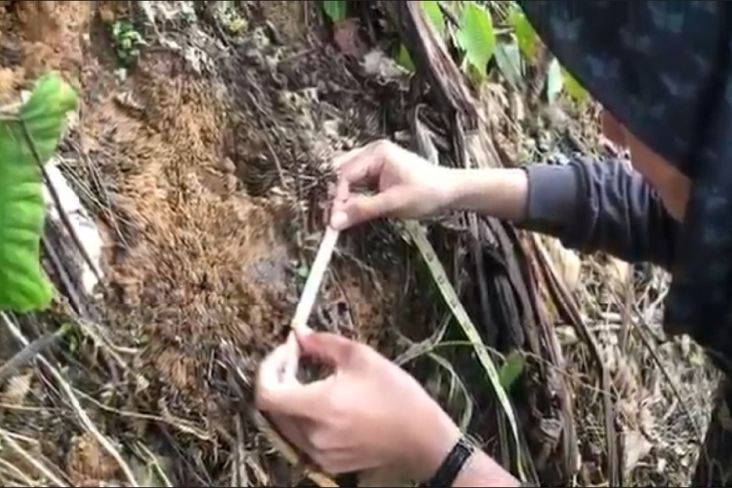 3 Warga Madina Hilang Misterius di Bukit Barisan, Tim Gabungan Temukan Jejak Harimau