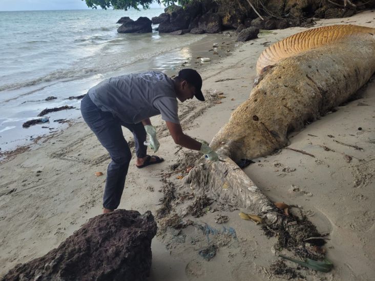 KKP Tangani Kejadian 25 Mamalia Laut Terdampar di Timur Indonesia