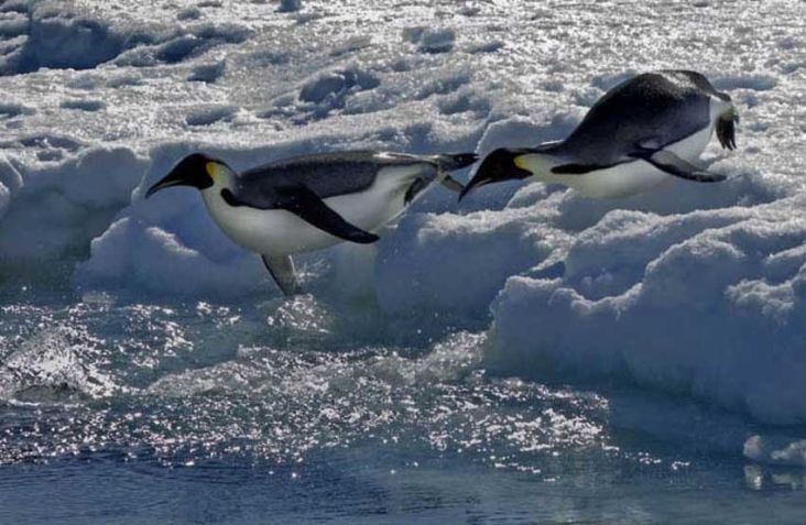 Koloni Penguin Kaisar yang Tersembunyi di Antartika Terungkap Foto Satelit