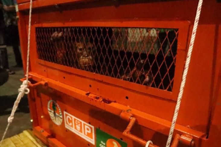 Astuti, Orangutan Korban Perdagangan Gelap Dipulangkan dari Manado ke Berau
