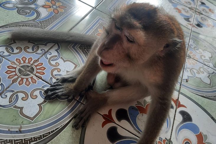 Monyet Milik Warga Grogol Lepas, Damkar Jakbar Turun Tangan