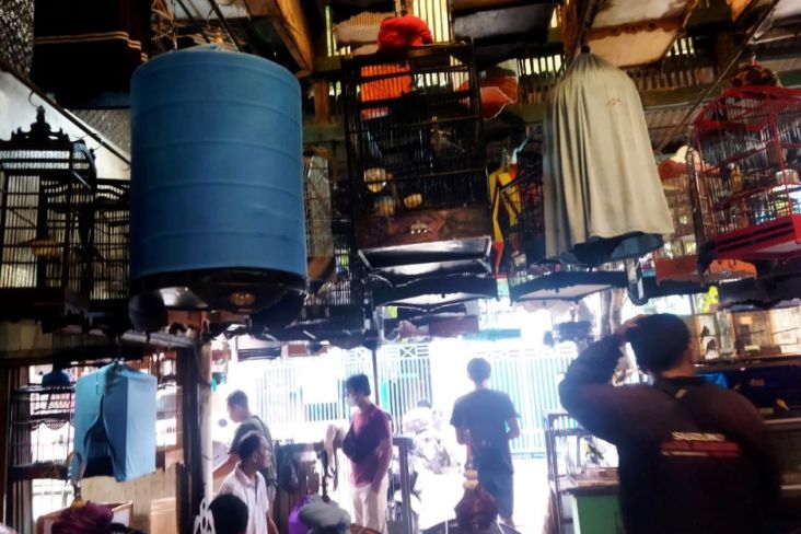 Suka Duka Penjual Burung di Pasar Pramuka, Branjangan Rp1,5 Juta Raib Digondol Tikus