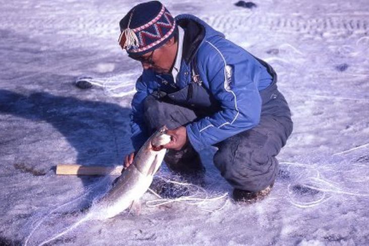 Peneliti Baylor University AS : Ini 3 Cara Menurunkan Kolesterol dengan Ikan dan Kerang ala Orang Eskimo di Greenland