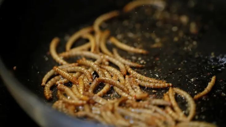 Qatar Resmi Sebut Serangga Tidak Halal setelah Uni Eropa Izinkan Warga Santap Jangkrik dan Ulat