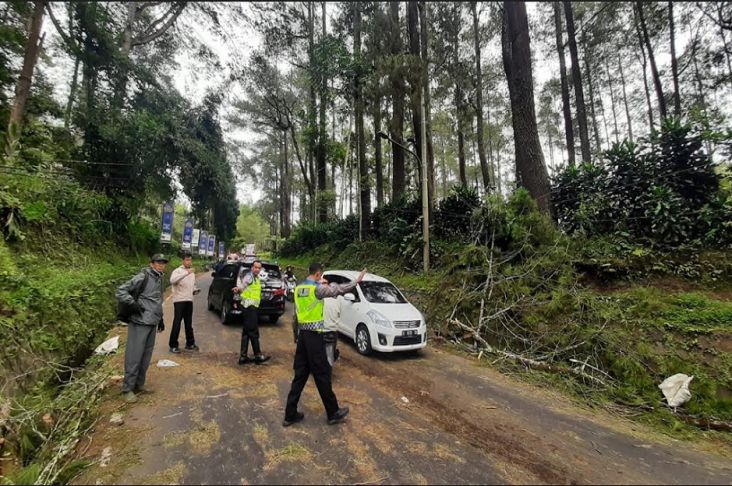 Nahas! Pemotor Asal Karawang Tewas Tertimpa Pohon Tumbang saat Melintas di Lembang