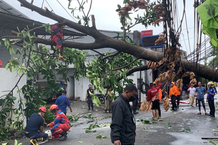 Hujan Deras Guyur Kota Bekasi, 7 Pohon Tumbang di 6 Kecamatan
