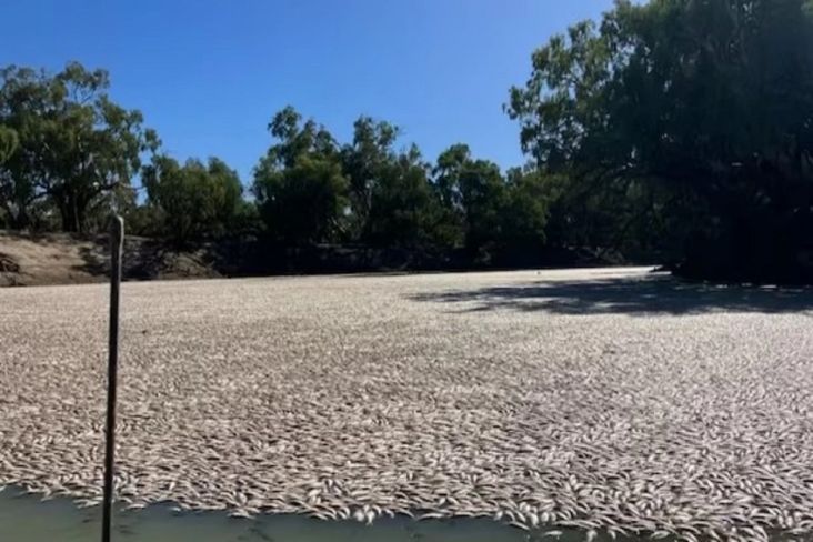 Pemandangan Horor, Jutaan Ikan Mati Menyumbat Sungai Australia