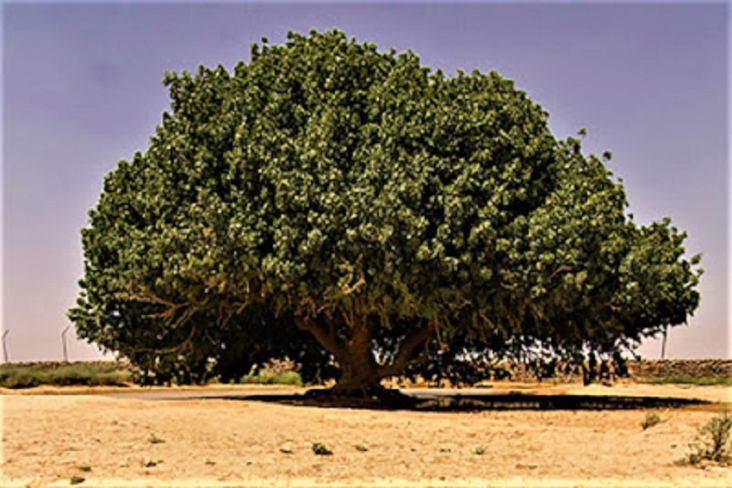 Kisah Pohon Sahabi, Sahabat Nabi Muhammad SAW yang Masih Ada Hingga Kini