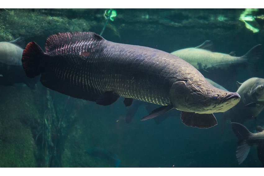 5 Ikan Terbesar di Amazon, No 4 Pernah Meneror di Waduk Jatiluhur