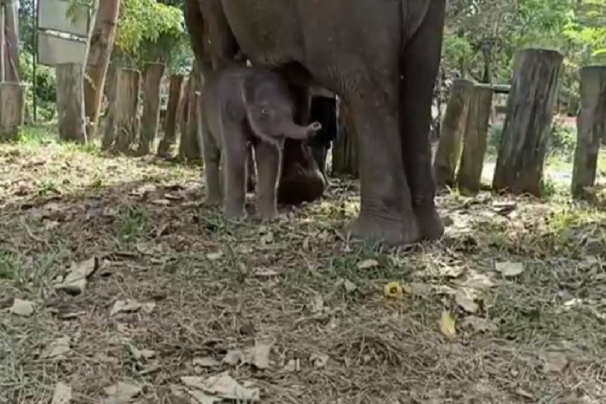Imut, Anak Gajah dari Induk Berusia 45 Tahun di Teso Nilo