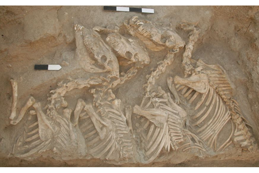 Arkeolog Temukan Kerangka Keledai Hibrid Pertama di Suriah