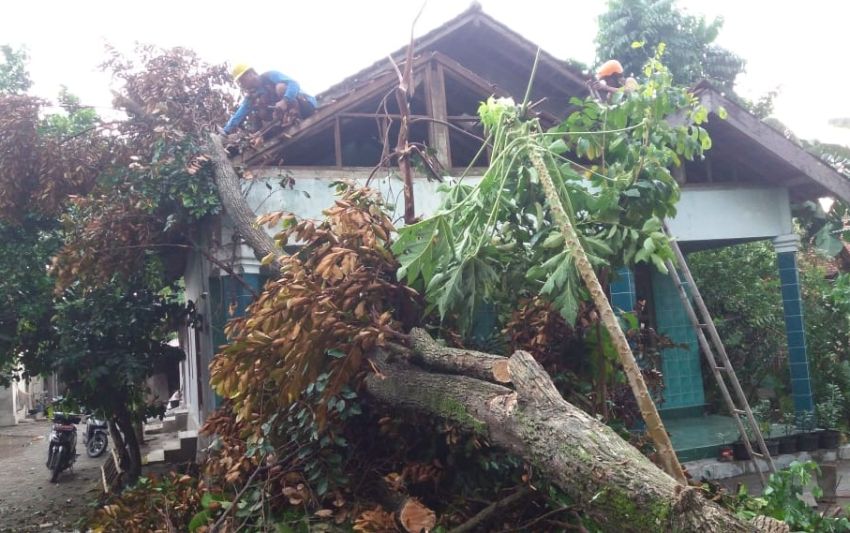 Hujan Angin Di Sleman Beberapa Pohon Tumbang Timpa Lima Rumah Warga