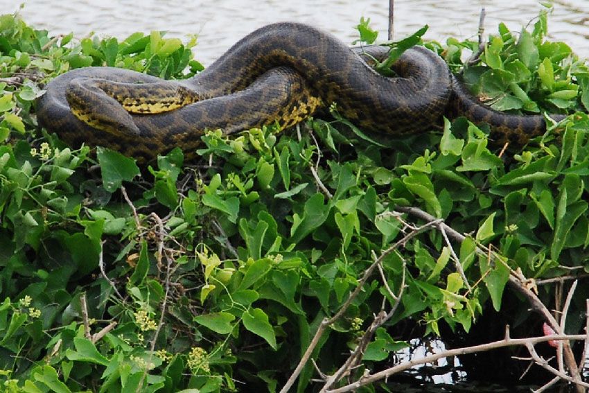 Сон беременной змея. Анаконда в Амазонке. Река Амазонка змея Анаконда. Анаконда в джунглях.