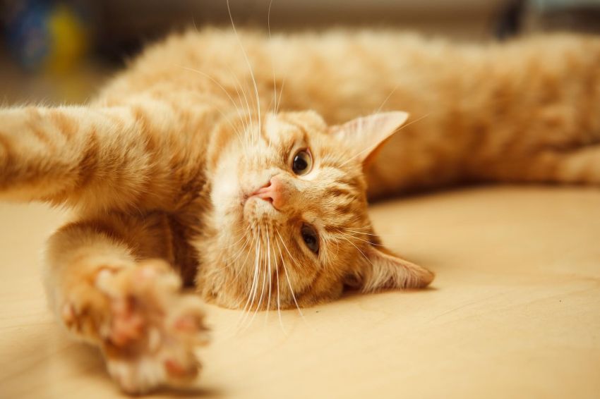 8 Alasan Kucing Oranye sangat Spesial menurut Sains