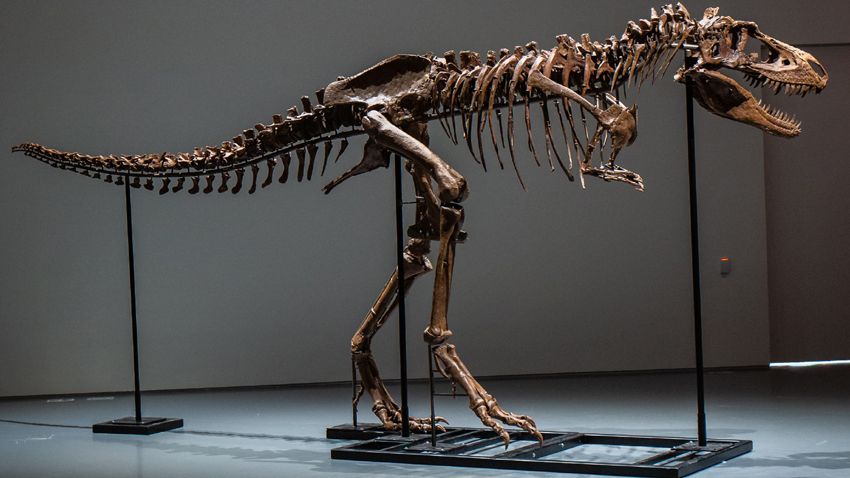 Fosil Gorgosaurus Dilelang Rp120 Miliar Bikin Ilmuwan Tak Senang