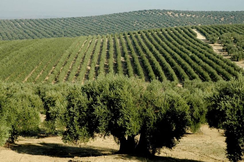 World’s Largest Olive Oil Producing Countries, Number 3 in Africa