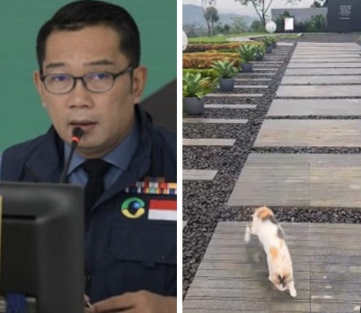 Ridwan Kamil Bagikan Video Kucing Penunggu Makam Eril, Netizen: Kasih Makan Minum Ya Pak
