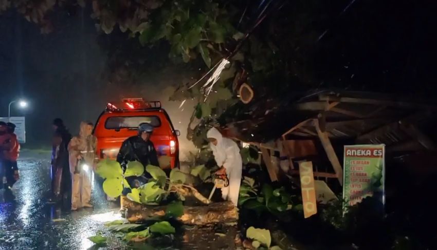 Pohon Jati Tumbang Menimpa Warung dan Tutup Jalan di Boyolali