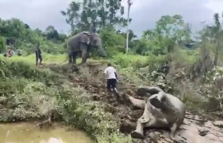 Tragis! 1 Ekor Gajah Jinak Mati Diserang Kawanan Gajah Liar Aceh