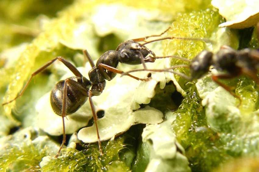 Baru Terungkap, Semut Mampu Mendeteksi Kanker dari Urine