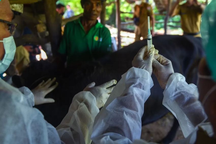 Percepat Berantas Penyakit Mulut dan Kuku, Vaksin PMK Disebar Serentak di 29 Provinsi