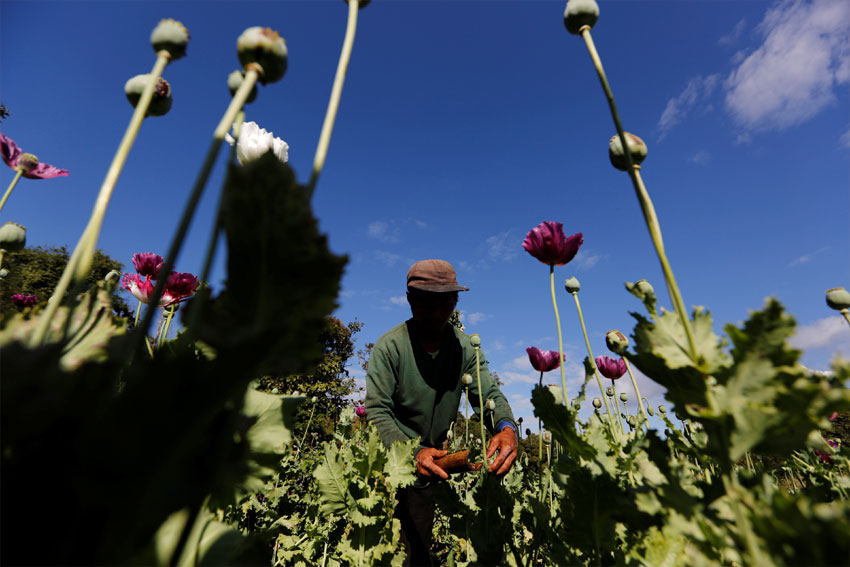 PBB: Pertanian Opium Myanmar Berkembang Pesat Setelah Kudeta